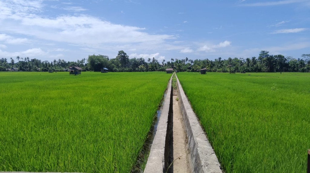 Desa Kuala Baru Menuju Desa Agropolitan.